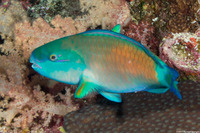 Chlorurus spilurus (Bullethead Parrotfish)