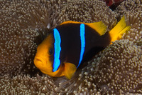 Amphiprion chrysopterus (Orangefin Anemonefish)