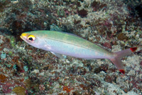 Pterocaesio pisang (Ruddy Fusilier)