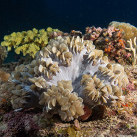 Plerogyra sinuosa (Pearl Bubble Coral)