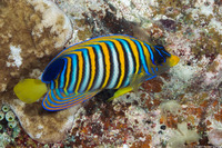 Pygoplites diacanthus (Regal Angelfish)