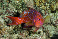 Variola albimarginata (White-Edged Lyretail)