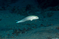 Malacanthus brevirostris (Flagtail Blanquillo)