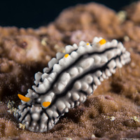 Phyllidia elegans (Elegant Phyllidia)