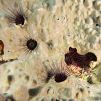 Echinostrephus aciculatus (Needle-Spined Urchin)