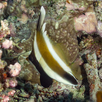 Heniochus chrysostomus (Pennant Bannerfish)
