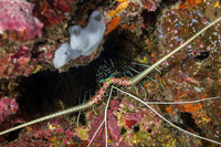 Panulirus versicolor (Painted Spiny Lobster)