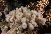 Sinularia sp.1 (Leather Coral)