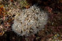 Physogyra lichtensteini (Grape Coral)