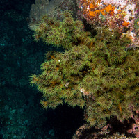 Tubastraea micranthus (Black Sun Coral)
