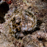 Cypraea tigris (Tiger Cowry)