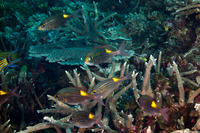 Gnathodentex aureolineatus (Striped Large-Eye Bream)