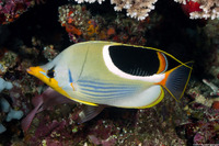 Chaetodon ephippium (Saddled Butterflyfish)