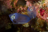 Clavelina robusta (Robust Clavelina)