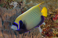 Pomacanthus imperator (Emperor Angelfish)