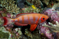 Heteropriacanthus cruentatus (Glasseye)