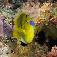 Apolemichthys trimaculatus (Three-Spot Angelfish)