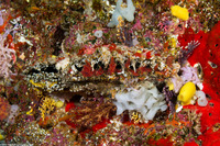 Pinctada margaritifera (Pacific Pearl Oyster)