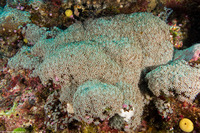 Tubipora musica (Organ Pipe Coral)