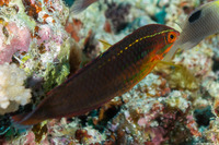 Halichoeres biocellatus (Doublespot Wrasse)