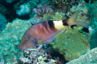 Parupeneus multifasciatus (Manybar Goatfish)