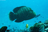 Cheilinus undulatus (Humphead Wrasse)