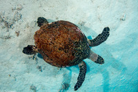 Eretmochelys imbricata (Hawksbill Turtle)