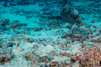 Heteroconger hassi (Spotted Garden Eel)