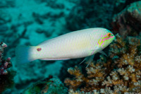 Halichoeres trimaculatus (Threespot Wrasse)