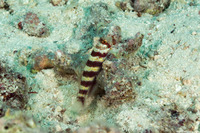Amblyeleotris wheeleri (Gorgeous Shrimpgoby)