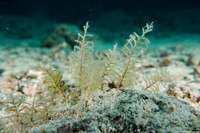 Thyroscyphus sp.1 (Thyroscyphus Hydroid)