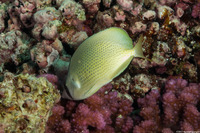 Chaetodon citrinellus (Speckled Butterflyfish)