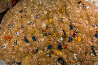 Spirobranchus sp.1 (Christmas Tree Worm)