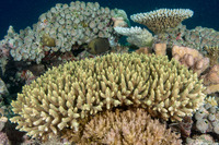 Acropora millepora (Scaly Acropora)