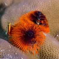 Spirobranchus sp.1 (Christmas Tree Worm)