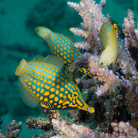 Oxymonacanthus longirostris (Longnose Filefish)