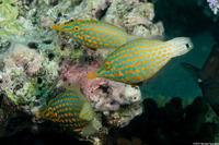 Oxymonacanthus longirostris (Longnose Filefish)