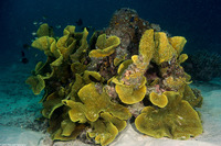 Turbinaria reniformis (Yellow Scroll Coral)