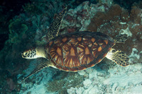 Chelonia mydas (Green Sea Turtle)