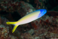Hoplolatilus starcki (Bluehead Tilefish)