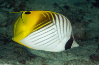 Chaetodon auriga (Threadfin Butterflyfish)