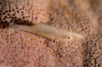 Zenopontonia soror (Sea Star Shrimp)