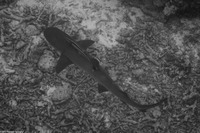 Echeneis naucrates (Sharksucker)