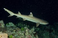 Triaenodon obesus (Whitetip Reef Shark)