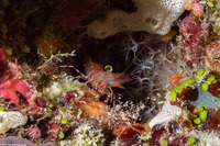 Cinetorhynchus reticulatus (Reticulated Hinge-Beak Shrimp)