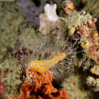 Parasphaerasclera sp.1 (Fuzzy Carrot)