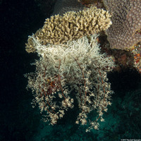 Astroboa nuda (Giant Basket Star)
