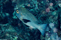 Macolor macularis (Midnight Snapper)