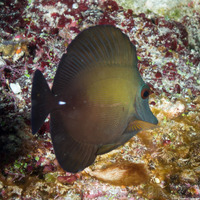 Zebrasoma scopas (Brushtail Tang)