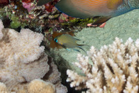 Chromis amboinensis (Ambon Chromis)